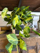 Load image into Gallery viewer, SageBrooke Home Pots | Assorted planters
