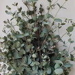 Load image into Gallery viewer, Violet Beach House | Eucalyptus &amp; Lavender Bundles

